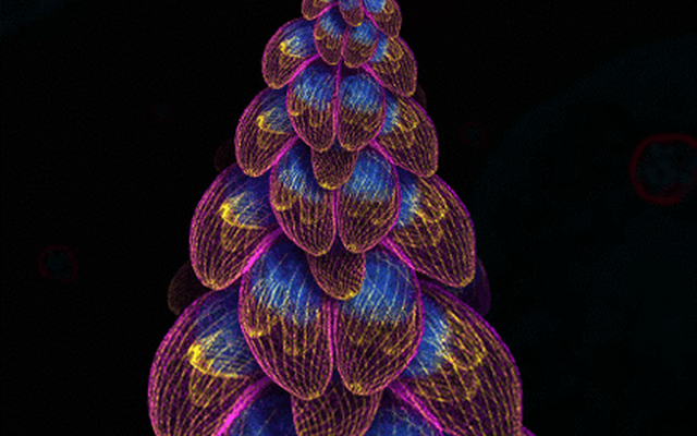 Twinkling Toxoplasma Small