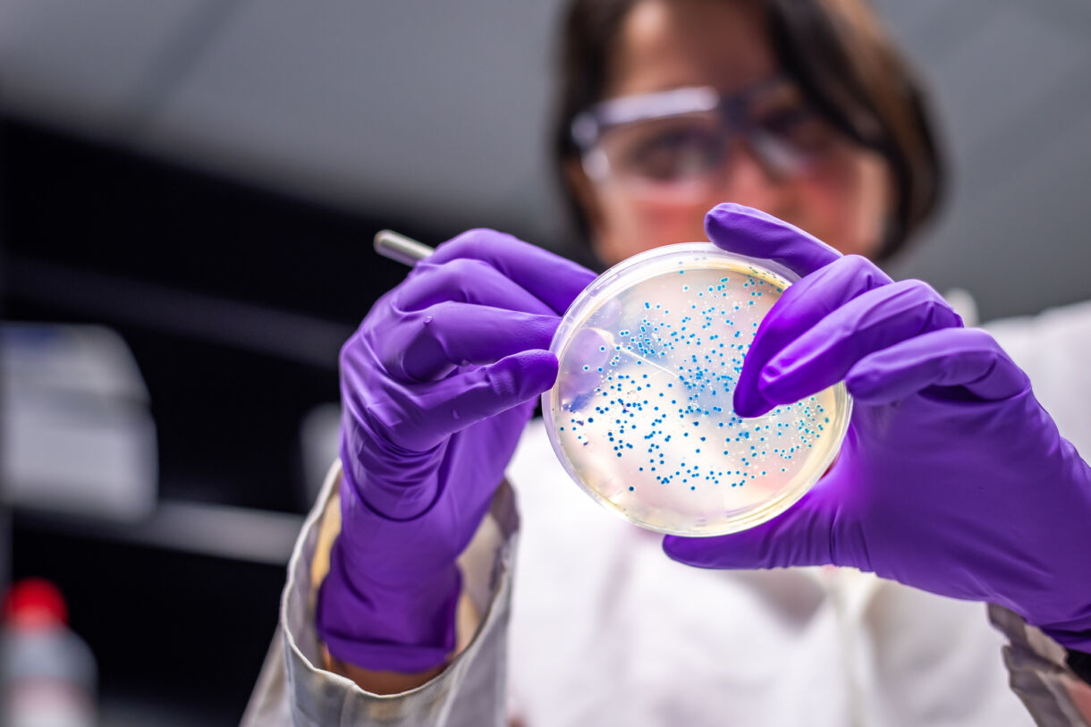 Researcher wearing purple gloves holds petri dish, examining it