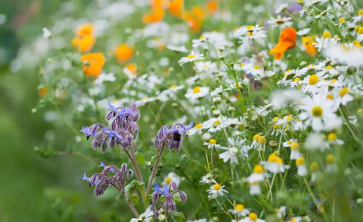 Flowers in a field