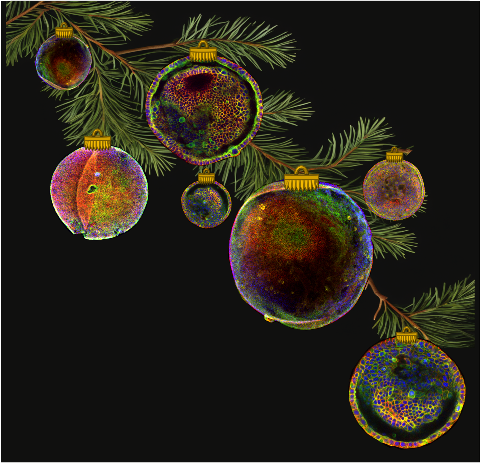 Michaela Raab Ornamental organoids